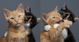 Illustration de l'article : En retournant chaque jour au refuge, un photographe assiste &agrave; la magnifique transformation de 2 chatons et cr&eacute;e une belle surprise (vid&eacute;o)