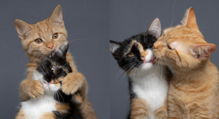 Illustration de l'article : En retournant chaque jour au refuge, un photographe assiste &agrave; la magnifique transformation de 2 chatons et cr&eacute;e une belle surprise (vid&eacute;o)