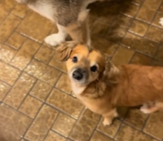 Illustration de l'article : &laquo; Je n'arrive pas &agrave; croire qu&rsquo;il s&rsquo;agit du m&ecirc;me chien &raquo;, l'adoption transforme un pensionnaire de refuge peureux en un compagnon plein de vie (vid&eacute;o)