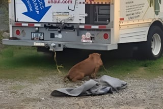 Illustration de l'article : Une vétérinaire derrière les barreaux pour avoir refusé de rendre un chien sénior à son maître l'ayant laissé attaché à une camionnette