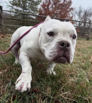 Illustration de l'article : En voyant une chienne se d&eacute;battre sur la berge d'un ruisseau glac&eacute;, des passants bienveillants utilisent un sandwich pour la sauver (vid&eacute;o)