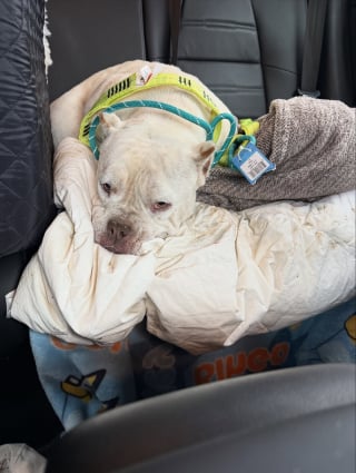 Illustration de l'article : En voyant une chienne se d&eacute;battre sur la berge d'un ruisseau glac&eacute;, des passants bienveillants utilisent un sandwich pour la sauver (vid&eacute;o)