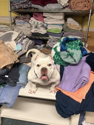 Illustration de l'article : En voyant une chienne se d&eacute;battre sur la berge d'un ruisseau glac&eacute;, des passants bienveillants utilisent un sandwich pour la sauver (vid&eacute;o)