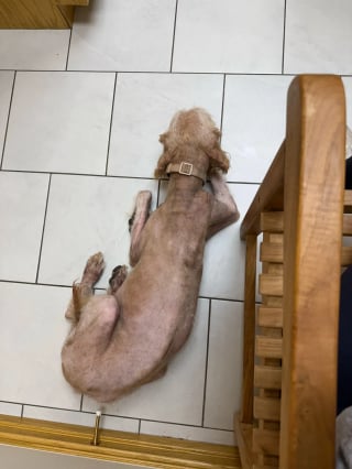 Illustration de l'article : En d&eacute;couvrant qu&rsquo;un chien &eacute;tait gravement n&eacute;glig&eacute;, cette h&eacute;ro&iuml;ne du quotidien d&eacute;cide d&rsquo;agir et paie pour sa s&eacute;curit&eacute; (vid&eacute;o)