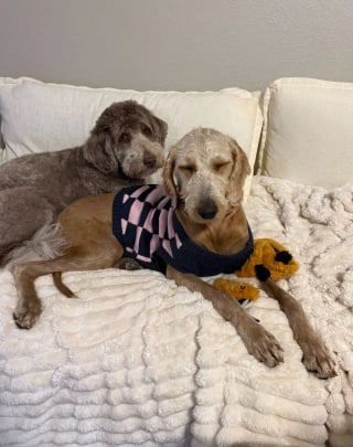 Illustration de l'article : En d&eacute;couvrant qu&rsquo;un chien &eacute;tait gravement n&eacute;glig&eacute;, cette h&eacute;ro&iuml;ne du quotidien d&eacute;cide d&rsquo;agir et paie pour sa s&eacute;curit&eacute; (vid&eacute;o)