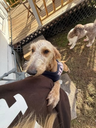 Illustration de l'article : En d&eacute;couvrant qu&rsquo;un chien &eacute;tait gravement n&eacute;glig&eacute;, cette h&eacute;ro&iuml;ne du quotidien d&eacute;cide d&rsquo;agir et paie pour sa s&eacute;curit&eacute; (vid&eacute;o)