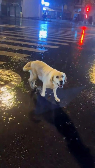 Illustration de l'article : Une femme recueille un Labrador &eacute;puis&eacute; sous une pluie battante et d&eacute;clenche des retrouvailles inesp&eacute;r&eacute;es apr&egrave;s 3 mois d'angoisse