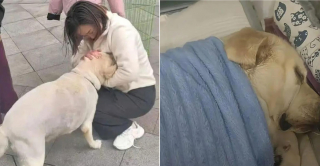 Illustration de l'article : Une femme recueille un Labrador &eacute;puis&eacute; sous une pluie battante et d&eacute;clenche des retrouvailles inesp&eacute;r&eacute;es apr&egrave;s 3 mois d'angoisse