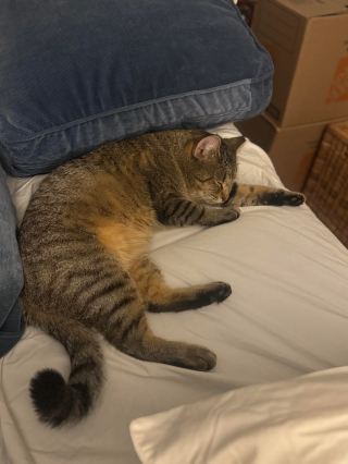 Illustration de l'article : &laquo; Comme si c'&eacute;tait chez lui &raquo;, un chat errant audacieux entre sans &ecirc;tre invit&eacute; et ne veut plus repartir