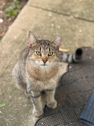 Illustration de l'article : &laquo; Comme si c'&eacute;tait chez lui &raquo;, un chat errant audacieux entre sans &ecirc;tre invit&eacute; et ne veut plus repartir