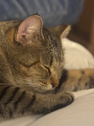 Illustration de l'article : &laquo; Comme si c'&eacute;tait chez lui &raquo;, un chat errant audacieux entre sans &ecirc;tre invit&eacute; et ne veut plus repartir