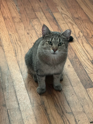 Illustration de l'article : &laquo; Comme si c'&eacute;tait chez lui &raquo;, un chat errant audacieux entre sans &ecirc;tre invit&eacute; et ne veut plus repartir