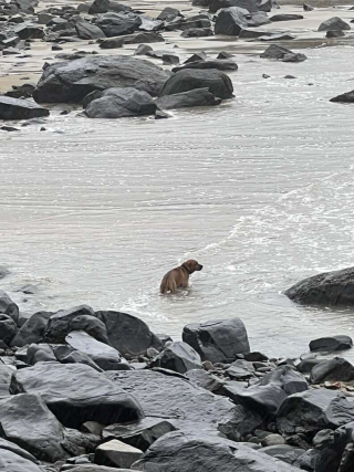 Illustration de l'article : Durant un mois, une femme essaye de gagner la confiance d'un chien scrutant la mer dans l'espoir de revoir la famille qui l'a abandonn&eacute;