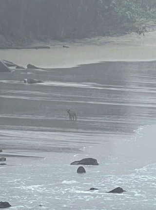 Illustration de l'article : Durant un mois, une femme essaye de gagner la confiance d'un chien scrutant la mer dans l'espoir de revoir la famille qui l'a abandonn&eacute;