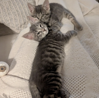 Illustration de l'article : Trouv&eacute;s seuls dans un jardin, ces chatons de 3 semaines trouvent un foyer &agrave; temps pour passer l'hiver au chaud