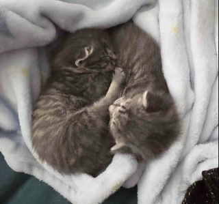 Illustration de l'article : Trouv&eacute;s seuls dans un jardin, ces chatons de 3 semaines trouvent un foyer &agrave; temps pour passer l'hiver au chaud
