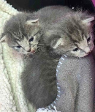 Illustration de l'article : Trouv&eacute;s seuls dans un jardin, ces chatons de 3 semaines trouvent un foyer &agrave; temps pour passer l'hiver au chaud