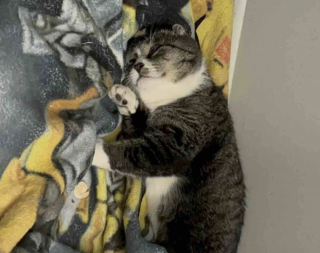 Illustration de l'article : Apr&egrave;s un an d'efforts pour le mettre en s&eacute;curit&eacute;, ce chat errant d&eacute;couvre avec joie les plaisirs simples de la vie en int&eacute;rieur