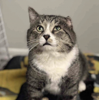 Illustration de l'article : Apr&egrave;s un an d'efforts pour le mettre en s&eacute;curit&eacute;, ce chat errant d&eacute;couvre avec joie les plaisirs simples de la vie en int&eacute;rieur