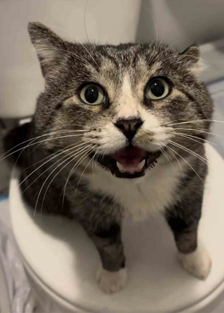 Illustration de l'article : Apr&egrave;s un an d'efforts pour le mettre en s&eacute;curit&eacute;, ce chat errant d&eacute;couvre avec joie les plaisirs simples de la vie en int&eacute;rieur