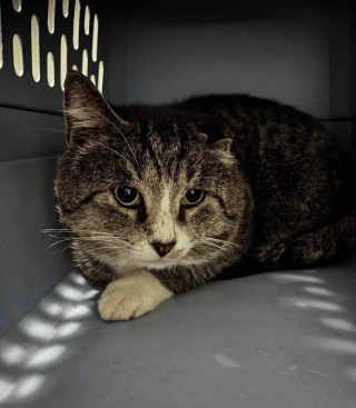 Illustration de l'article : Apr&egrave;s un an d'efforts pour le mettre en s&eacute;curit&eacute;, ce chat errant d&eacute;couvre avec joie les plaisirs simples de la vie en int&eacute;rieur