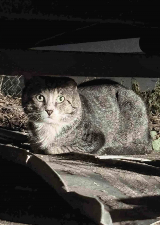 Illustration de l'article : Apr&egrave;s un an d'efforts pour le mettre en s&eacute;curit&eacute;, ce chat errant d&eacute;couvre avec joie les plaisirs simples de la vie en int&eacute;rieur