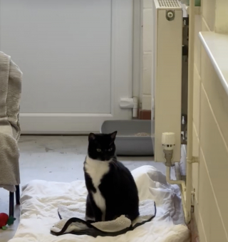 Illustration de l'article : Abandonn&eacute;e pr&egrave;s des poubelles, une chatte aveugle et sans rancoeur est pr&ecirc;te &agrave; aimer de nouveau (video)