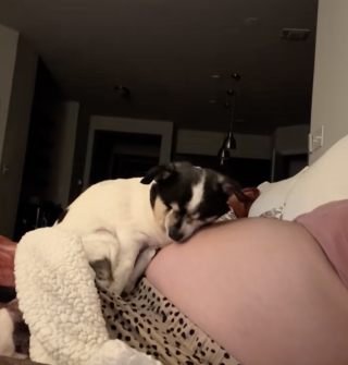 Illustration de l'article : Press&eacute;e de rencontrer le b&eacute;b&eacute; de son humaine pr&eacute;f&eacute;r&eacute;e, cette chienne aveugle se blottit contre son ventre rond (vid&eacute;o)