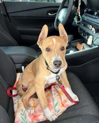 Illustration de l'article : &laquo; Je savais que je pouvais faire une diff&eacute;rence en l'adoptant &raquo;, une &eacute;tudiante v&eacute;t&eacute;rinaire a le coup de foudre pour un chien hospitalis&eacute; apr&egrave;s une op&eacute;ration d&eacute;licate