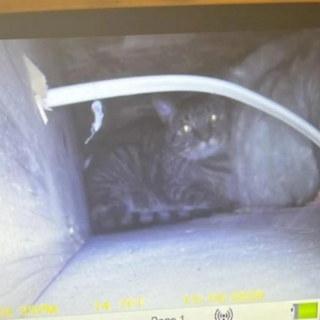 Illustration de l'article : Alors qu&rsquo;elle v&eacute;rifie sa nouvelle salle de bain, un miaulement &eacute;touff&eacute; r&eacute;v&egrave;le l&rsquo;endroit o&ugrave; sa chatte &eacute;tait prise au pi&egrave;ge depuis 3 semaines