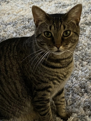 Illustration de l'article : Alors qu&rsquo;elle v&eacute;rifie sa nouvelle salle de bain, un miaulement &eacute;touff&eacute; r&eacute;v&egrave;le l&rsquo;endroit o&ugrave; sa chatte &eacute;tait prise au pi&egrave;ge depuis 3 semaines