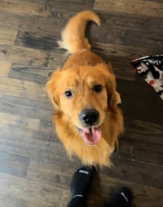 Illustration de l'article : Un Golden Retriever d&eacute;borde de joie lorsqu'il comprend que sa peluche pr&eacute;f&eacute;r&eacute;e est remplac&eacute;e par un vrai chiot (vid&eacute;o)