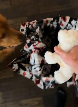 Illustration de l'article : Un Golden Retriever d&eacute;borde de joie lorsqu'il comprend que sa peluche pr&eacute;f&eacute;r&eacute;e est remplac&eacute;e par un vrai chiot (vid&eacute;o)