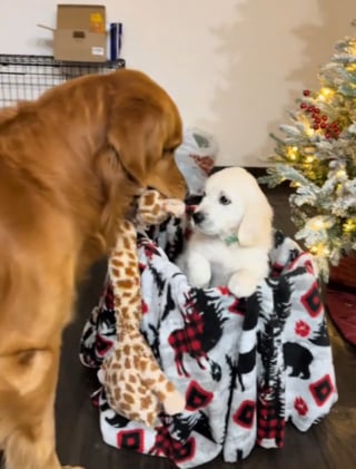 Illustration de l'article : Un Golden Retriever d&eacute;borde de joie lorsqu'il comprend que sa peluche pr&eacute;f&eacute;r&eacute;e est remplac&eacute;e par un vrai chiot (vid&eacute;o)