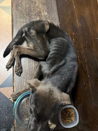 Illustration de l'article : En amenant un chien squelettique au commissariat, elle prétend ne pas le connaître et l'avoir sauvé mais la réalité est tout autre