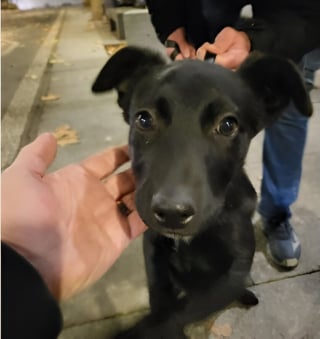 Illustration de l'article : A la gare, les policiers reconnaissent un chiot vol&eacute; tenu par un jeune homme et d&eacute;clenchent des retrouvailles inesp&eacute;r&eacute;es