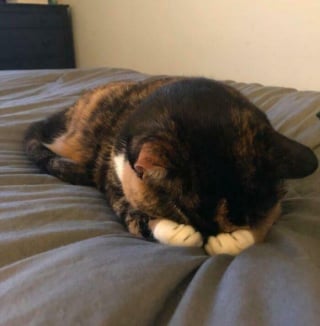 Illustration de l'article : 11 photos de chats au comportement presque humain