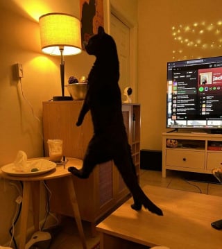 Illustration de l'article : 11 photos de chats au comportement presque humain