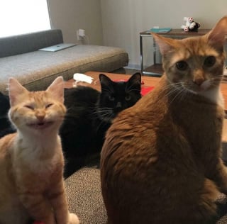 Illustration de l'article : 11 photos de chats au comportement presque humain