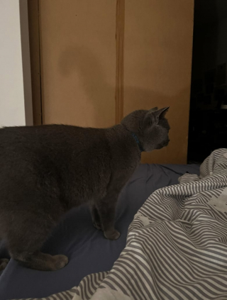 Illustration de l'article : Un homme se réveille en pleine nuit et découvre un chat allongé dans son lit alors qu’il n’a pas d’animaux