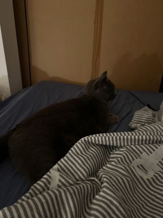 Illustration de l'article : Un homme se réveille en pleine nuit et découvre un chat allongé dans son lit alors qu’il n’a pas d’animaux