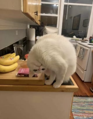 Illustration de l'article : 13 photos qui montrent que les chats sont les as des postures invraisemblables