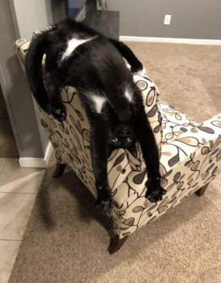 Illustration de l'article : 13 photos qui montrent que les chats sont les as des postures invraisemblables