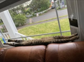 Illustration de l'article : 13 photos qui montrent que les chats sont les as des postures invraisemblables