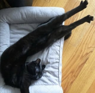 Illustration de l'article : 13 photos qui montrent que les chats sont les as des postures invraisemblables