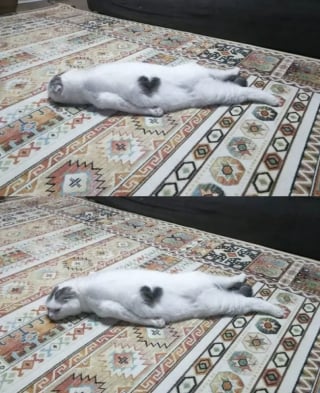 Illustration de l'article : 13 photos qui montrent que les chats sont les as des postures invraisemblables