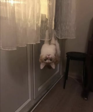 Illustration de l'article : 13 photos qui montrent que les chats sont les as des postures invraisemblables