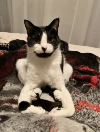 Illustration de l'article : 13 photos qui montrent que les chats sont les as des postures invraisemblables