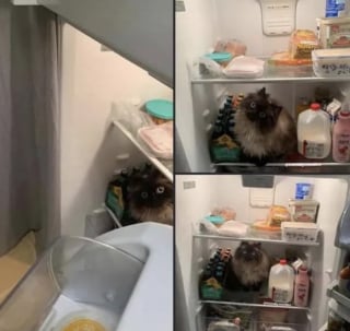 Illustration de l'article : 13 photos qui montrent que les chats sont les as des postures invraisemblables