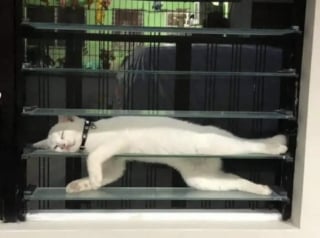 Illustration de l'article : 13 photos qui montrent que les chats sont les as des postures invraisemblables